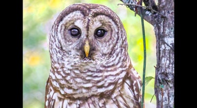 barred owl