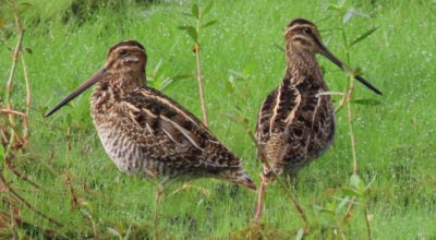 SNIPE