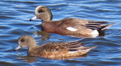 American wigeon