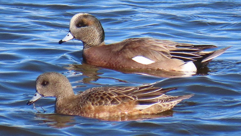 American wigeon